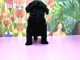 Toy Poodle Yavrusu