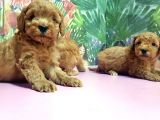 Resmi̇ Üreti̇ci̇den Toy Poodle Yavrular