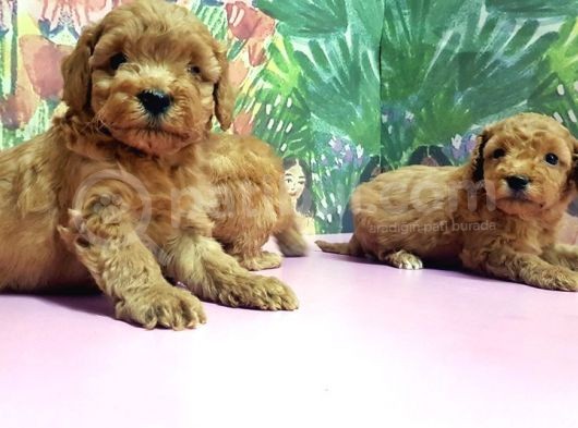 Resmi̇ Üreti̇ci̇den Toy Poodle Yavrular görsel