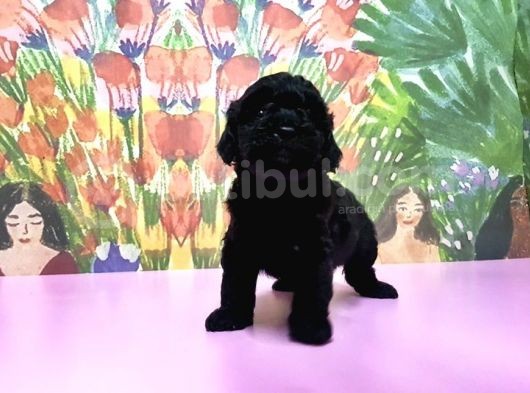 Toy Poodle Yavrusu görsel