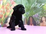 Toy Poodle Yavrusu