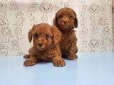 Mükemmel Kali̇tede Toy Poodle Yavru
