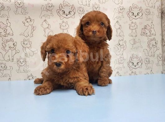 Mükemmel Kali̇tede Toy Poodle Yavru görsel
