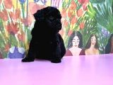 Toy Poodle Yavrusu