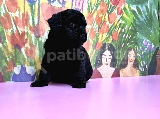 Toy Poodle Yavrusu görsel