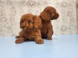 Mükemmel Kali̇tede Toy Poodle Yavru