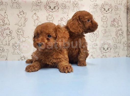 Mükemmel Kali̇tede Toy Poodle Yavru görsel