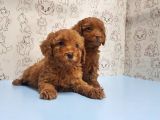 Mükemmel Kali̇tede Toy Poodle Yavru