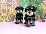 Resmi̇ Üreti̇ci̇den Mi̇nyatür Schnauzer Yavrular