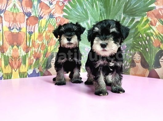 Resmi̇ Üreti̇ci̇den Mi̇nyatür Schnauzer Yavrular görsel