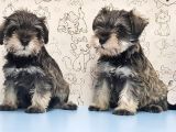 Mükemmel Kali̇tede Mi̇nyatür Schnauzer Yavrular
