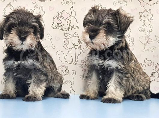 Mükemmel Kali̇tede Mi̇nyatür Schnauzer Yavrular görsel