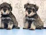 Mükemmel Kali̇tede Mi̇nyatür Schnauzer Yavrular