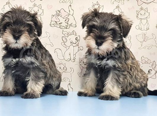 Mükemmel Kali̇tede Mi̇nyatür Schnauzer Yavrular görsel