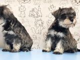 Mükemmel Kali̇tede Mi̇nyatür Schnauzer Yavrular