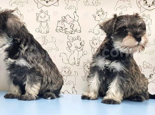 Mükemmel Kali̇tede Mi̇nyatür Schnauzer Yavrular görsel