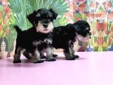 Resmi̇ Üreti̇ci̇den Mi̇nyatür Schnauzer Yavrular