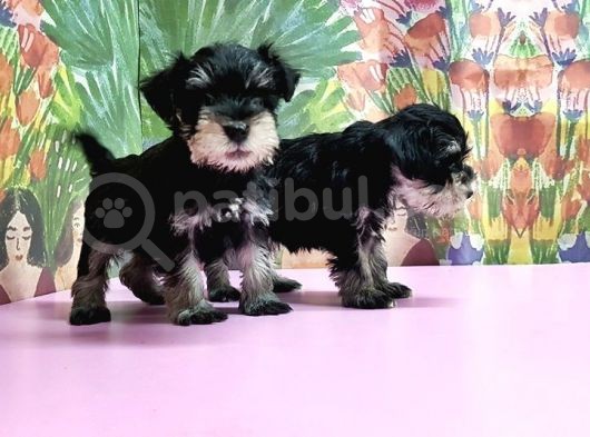 Resmi̇ Üreti̇ci̇den Mi̇nyatür Schnauzer Yavrular görsel