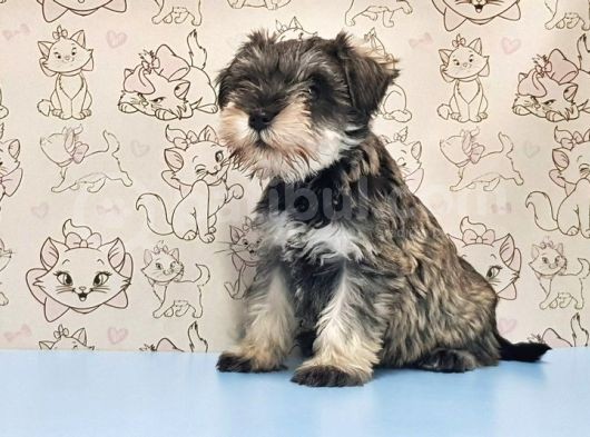 Mükemmel Kali̇tede Mi̇nyatür Schnauzer Yavrular görsel