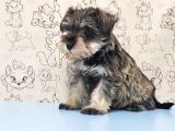 Mükemmel Kali̇tede Mi̇nyatür Schnauzer Yavrular