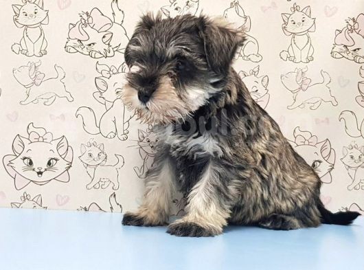 Mükemmel Kali̇tede Mi̇nyatür Schnauzer Yavrular görsel