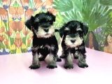 Resmi̇ Üreti̇ci̇den Mi̇nyatür Schnauzer Yavrular