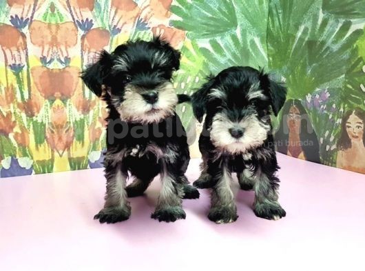 Resmi̇ Üreti̇ci̇den Mi̇nyatür Schnauzer Yavrular görsel