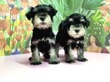 Resmi̇ Üreti̇ci̇den Mi̇nyatür Schnauzer Yavrular