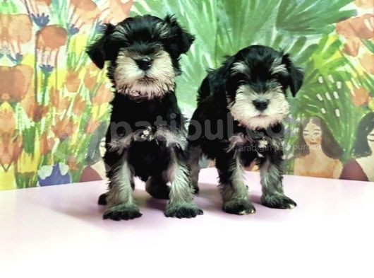 Resmi̇ Üreti̇ci̇den Mi̇nyatür Schnauzer Yavrular