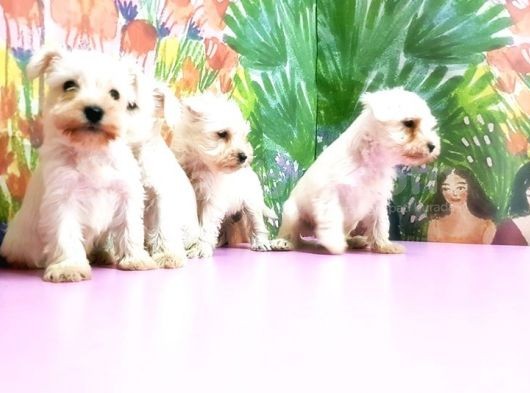 Beyaz Mi̇nyatür Schnauzer Yavrular görsel