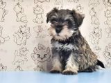 Mükemmel Kali̇tede Mi̇nyatür Schnauzer Yavrular