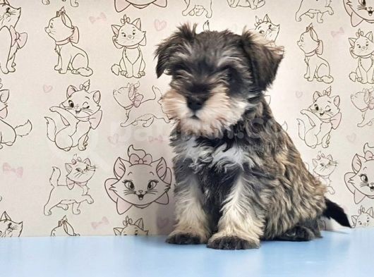 Mükemmel Kali̇tede Mi̇nyatür Schnauzer Yavrular