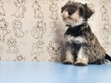 Mükemmel Kali̇tede Mi̇nyatür Schnauzer Yavrular