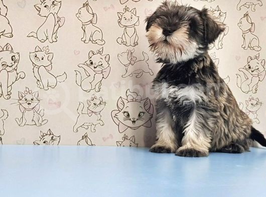 Mükemmel Kali̇tede Mi̇nyatür Schnauzer Yavrular görsel