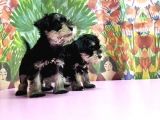Resmi̇ Üreti̇ci̇den Mi̇nyatür Schnauzer Yavrular