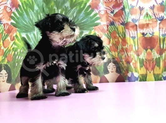 Resmi̇ Üreti̇ci̇den Mi̇nyatür Schnauzer Yavrular görsel