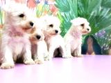 Beyaz Mi̇nyatür Schnauzer Yavrular
