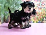 Resmi̇ Üreti̇ci̇den Mi̇nyatür Schnauzer Yavrular