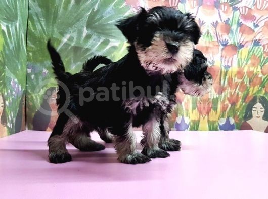 Resmi̇ Üreti̇ci̇den Mi̇nyatür Schnauzer Yavrular görsel