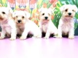 Beyaz Mi̇nyatür Schnauzer Yavrular