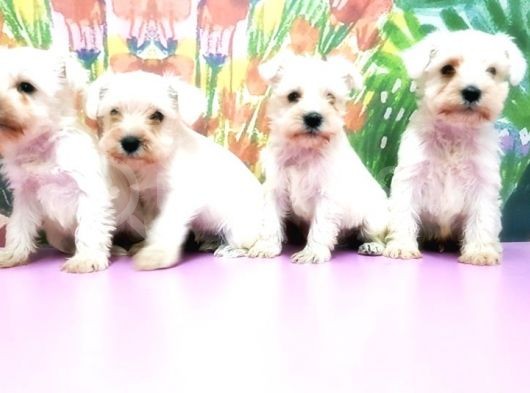 Beyaz Mi̇nyatür Schnauzer Yavrular görsel