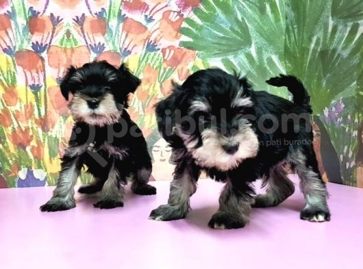 Resmi̇ Üreti̇ci̇den Mi̇nyatür Schnauzer Yavrular görsel