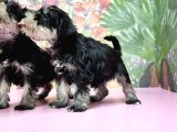 Resmi̇ Üreti̇ci̇den Mi̇nyatür Schnauzer Yavrular