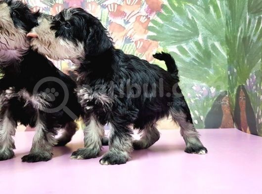 Resmi̇ Üreti̇ci̇den Mi̇nyatür Schnauzer Yavrular görsel