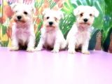 Beyaz Mi̇nyatür Schnauzer Yavrular