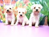 Beyaz Mi̇nyatür Schnauzer Yavrular