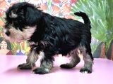 Resmi̇ Üreti̇ci̇den Mi̇nyatür Schnauzer Yavrular