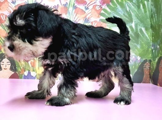 Resmi̇ Üreti̇ci̇den Mi̇nyatür Schnauzer Yavrular görsel