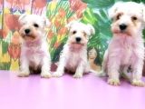 Beyaz Mi̇nyatür Schnauzer Yavrular