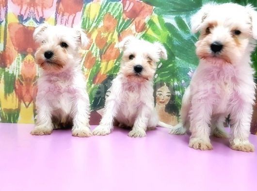 Beyaz Mi̇nyatür Schnauzer Yavrular görsel